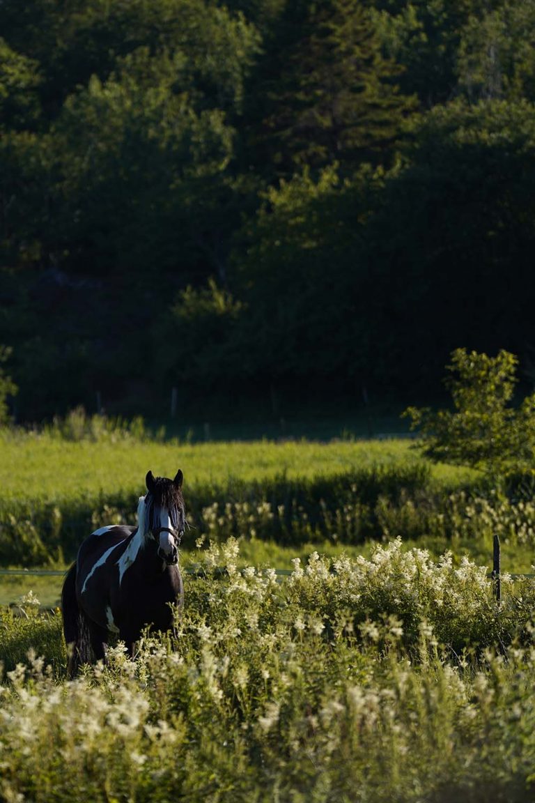 In der Natur in Südschweden gibt es viele Tiere. Zu sehen ist ein Pinto-Pferd auf einer Weide mit vielen weißen Blüten umher die im Abendlicht leuchten.